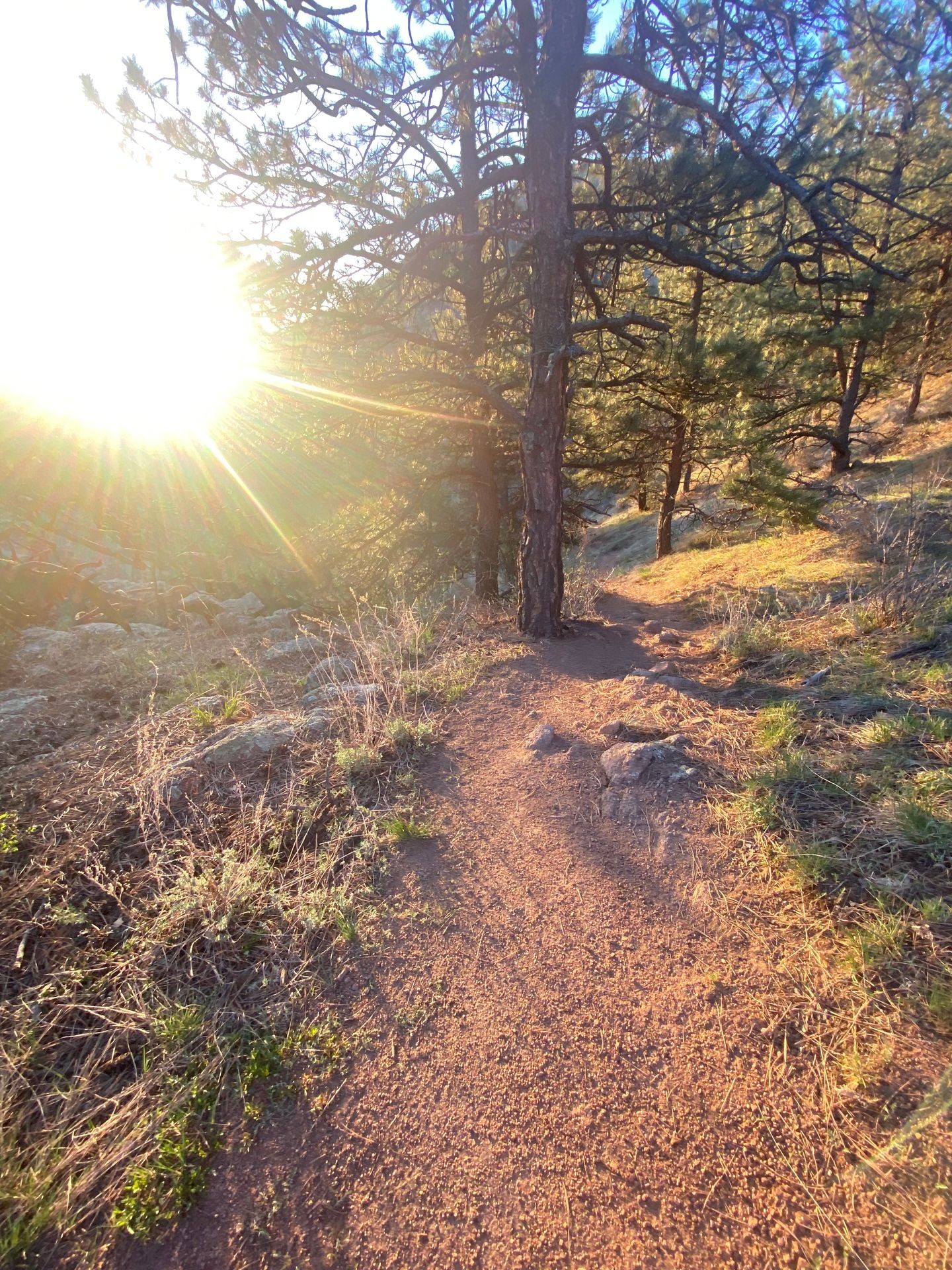 Sunlit forest trail with trees and dry grass, illuminated by the bright evening sun.